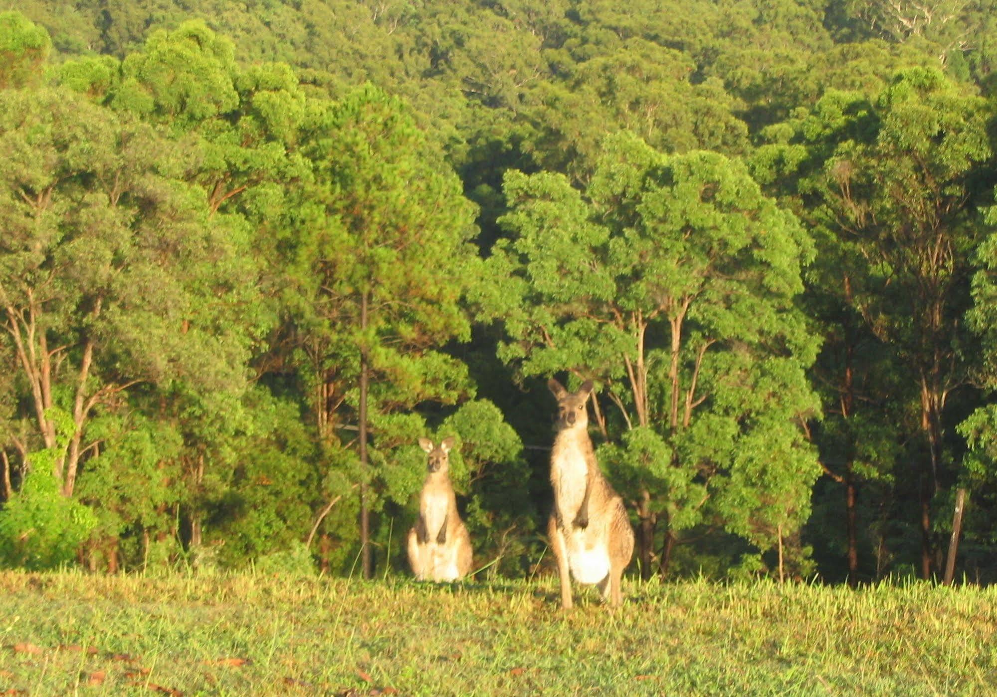 Glass On Glasshouse Glass House Mountains Bagian luar foto